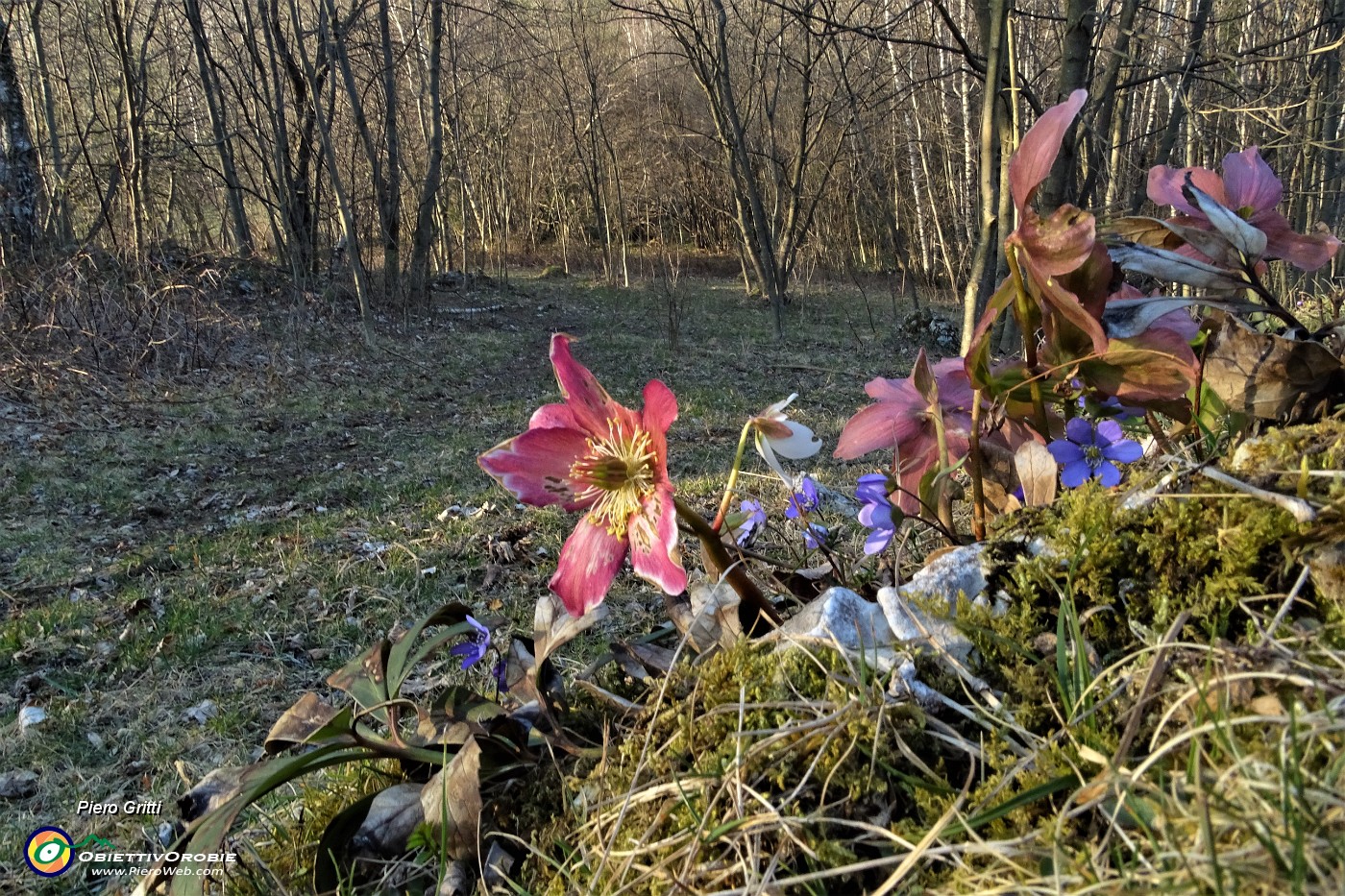 88 Ellebori con erba trinita (Hepatica nobilis).JPG